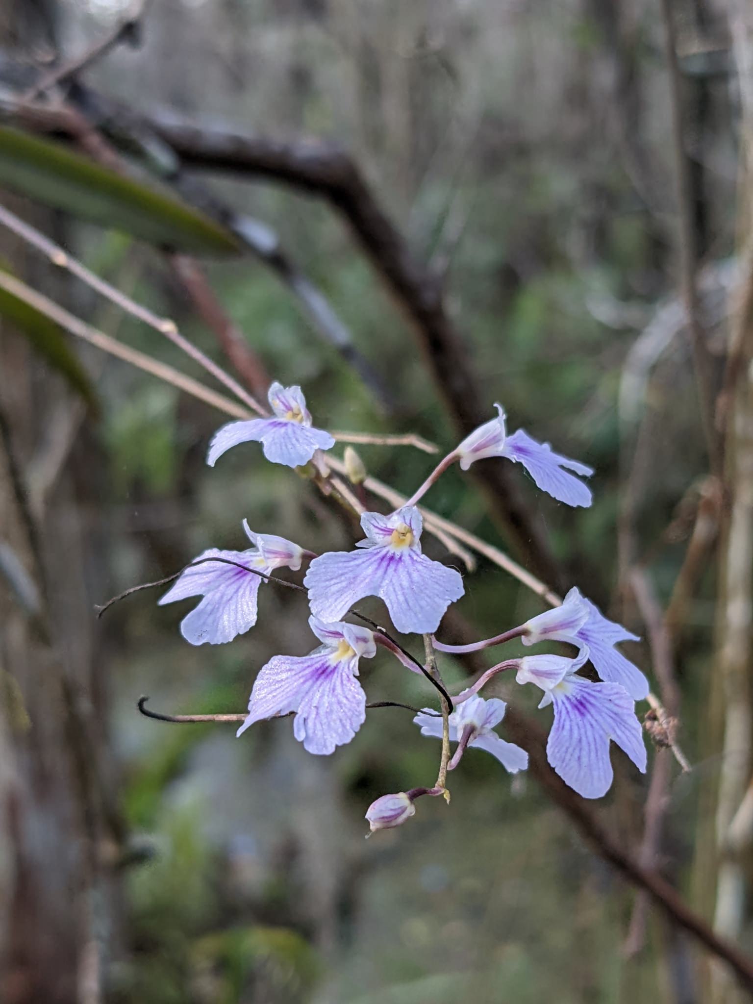 Ionopsis utricularioides